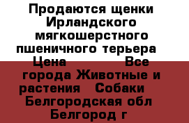 Продаются щенки Ирландского мягкошерстного пшеничного терьера › Цена ­ 30 000 - Все города Животные и растения » Собаки   . Белгородская обл.,Белгород г.